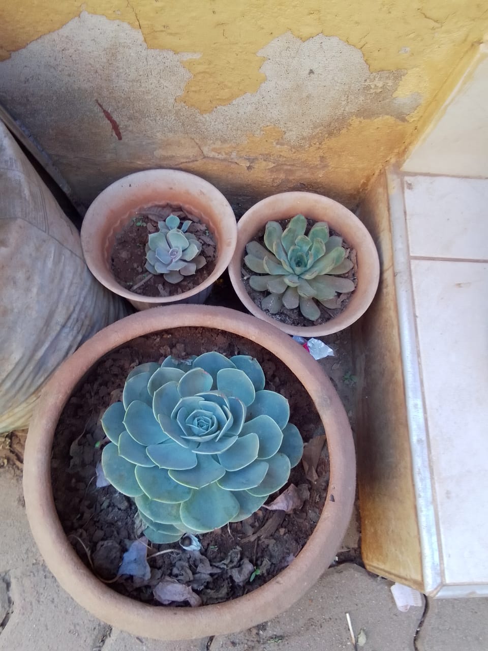 Potted Plants
